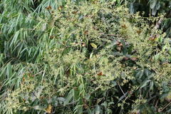 Persea macrantha